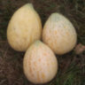 Дыня Crane Melon (дыня Крейна)