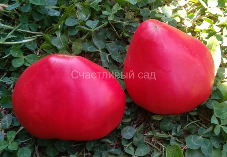 Розовый подарок Розовый подарок
