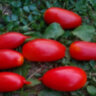 Piennolo Lungo (Пенноло Лунго) Piennolo Lungo (Пенноло Лунго)