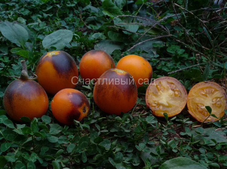 Golden crabapple (Золотая лесная яблоня) Golden crabapple (Золотая лесная яблоня)
