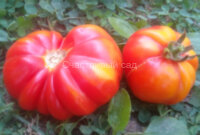 Florentine Beauty red (Флорентийская красавица красная)