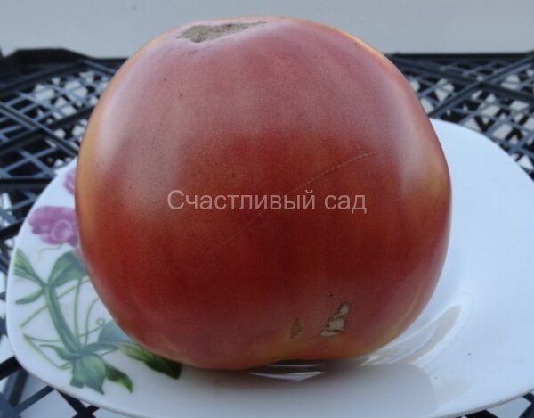 Бычье сердце Абаканское 2.jpg Бычье сердце Абаканское