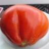 Red Pear Franchi (Красная груша Франчи) Red Pear Franchi (Красная груша Франчи)