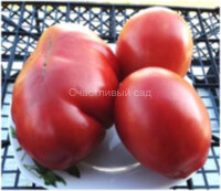Red Pear Franchi (Красная груша Франчи)