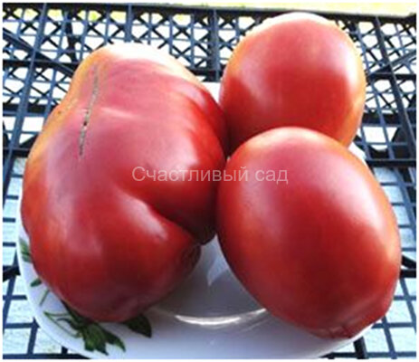 Red Pear Franchi (Красная груша Франчи) Red Pear Franchi (Красная груша Франчи)