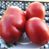 Red Pear Franchi (Красная груша Франчи) Red Pear Franchi (Красная груша Франчи)