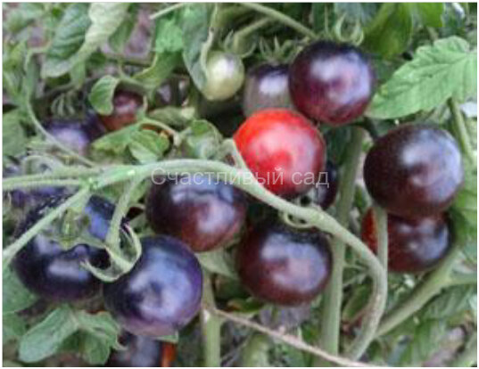 Indigo Cherry Drops (Вишневые Капли цвета Индиго) Indigo Cherry Drops (Вишневые Капли цвета Индиго)