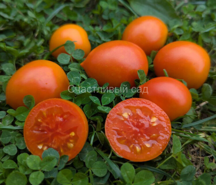 Персиковый кин (Peachy Keen) Персиковый кин (Peachy Keen)