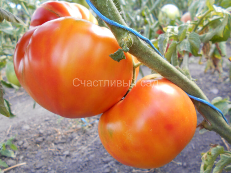 Minnie’s Pin stripe (Минни Пин Страйп) Minnie’s Pin stripe (Минни Пин Страйп)