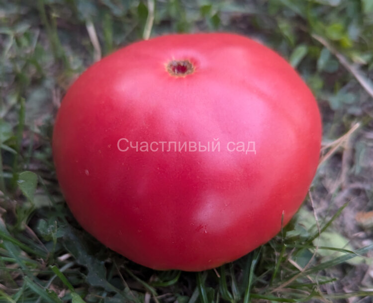 Калужский великан Калужский великан
