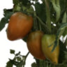 Суровая дыня немцев Поволжья (Severe Melon) Суровая дыня немцев Поволжья (Severe Melon)