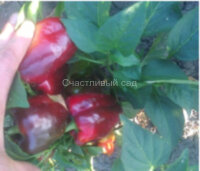 Перец Красное чудо