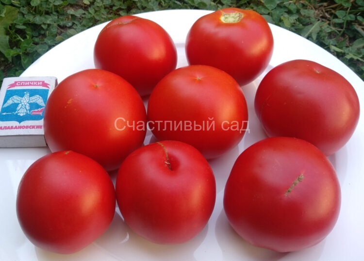 Минусинский урожайный Минусинский урожайный