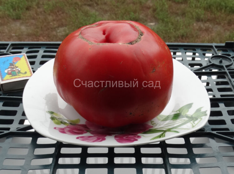 Sylvan Gaume (Сильван Гом ) Sylvan Gaume (Сильван Гом )