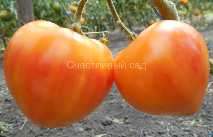 Pineapple Oxheart (Ананасное бычье сердце) Pineapple Oxheart (Ананасное бычье сердце)