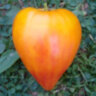 Pineapple Oxheart (Ананасное бычье сердце) Pineapple Oxheart (Ананасное бычье сердце)