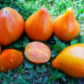Pineapple Oxheart (Ананасное бычье сердце) Pineapple Oxheart (Ананасное бычье сердце)
