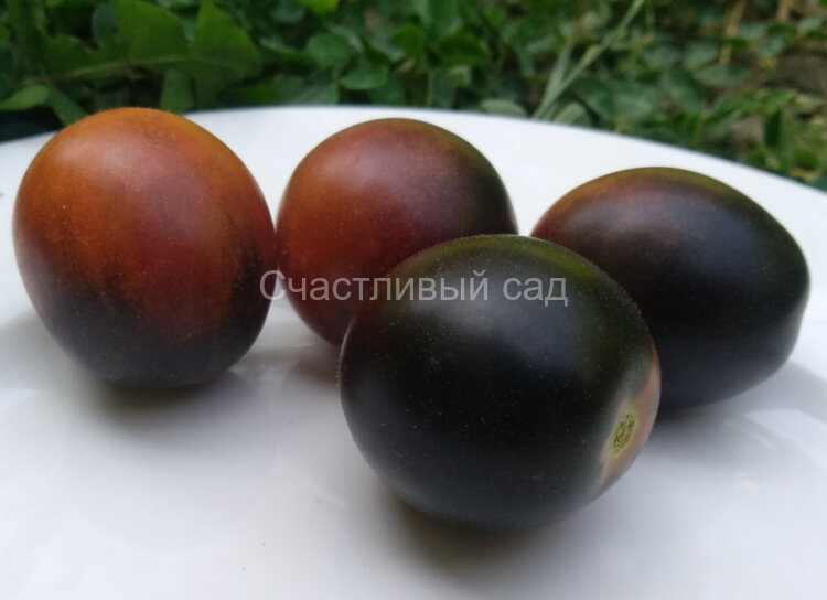 Mocha's Cherry Dwarf (Гном вишня Мокко, Гном черри Мокко) Mocha's Cherry Dwarf (Гном вишня Мокко, Гном черри Мокко)