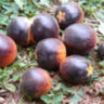 Mocha's Cherry Dwarf (Гном вишня Мокко, Гном черри Мокко) Mocha's Cherry Dwarf (Гном вишня Мокко, Гном черри Мокко)