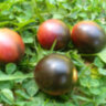 Mocha's Cherry Dwarf (Гном вишня Мокко, Гном черри Мокко) Mocha's Cherry Dwarf (Гном вишня Мокко, Гном черри Мокко)