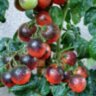 Mocha's Cherry Dwarf (Гном вишня Мокко, Гном черри Мокко) Mocha's Cherry Dwarf (Гном вишня Мокко, Гном черри Мокко)