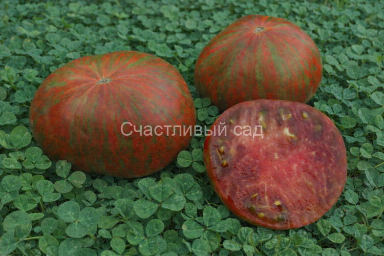 Chocolate Lightning Dwarf (Шоколадная молния) Chocolate Lightning Dwarf (Шоколадная молния)