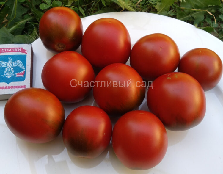 Мисс Кеннеди (Miss Kennedy) Мисс Кеннеди (Miss Kennedy)
