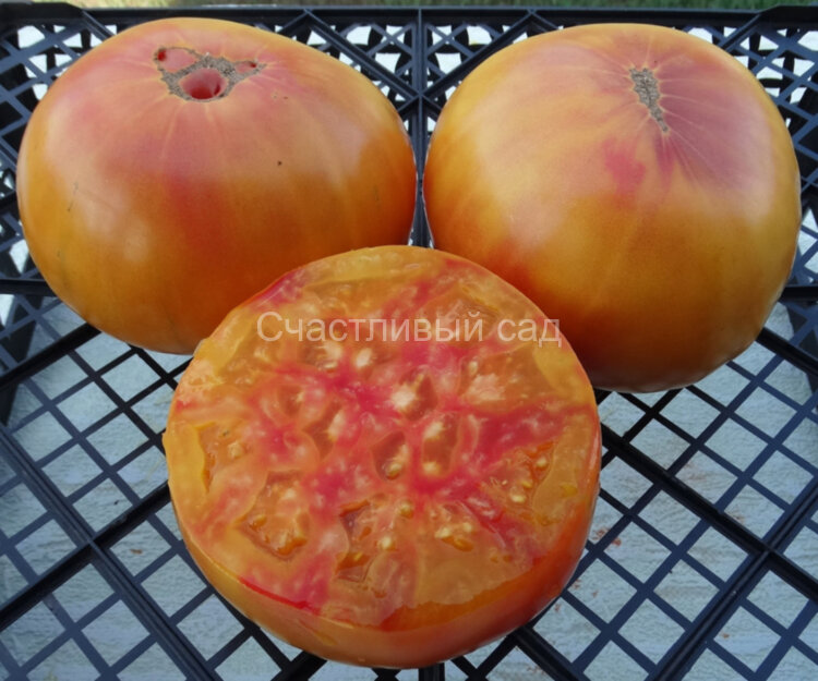 Oaxacan Jewel (Оаксаканская драгоценность) Oaxacan Jewel (Оаксаканская драгоценность)