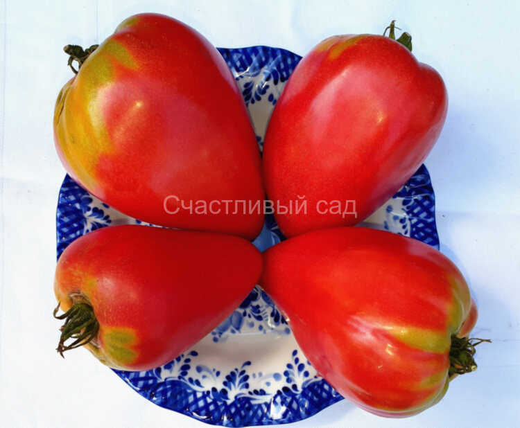 Сердце теленка (Calf’s Heart) Сердце теленка (Calf’s Heart)