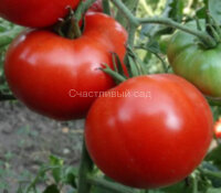 Бурковский ранний