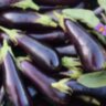 Баклажан Violetta Lunga (Виолетта Лунга)