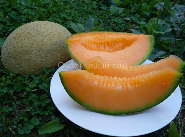 Дыня Sweet Passion (Сладкая страсть) Дыня Sweet Passion (Сладкая страсть)