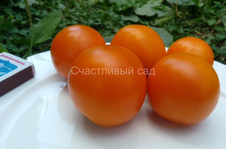 Верна