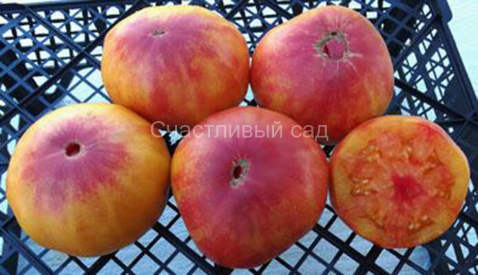 Orange Orangutan (Оранжевый Орангутанг) Orange Orangutan (Оранжевый Орангутанг)