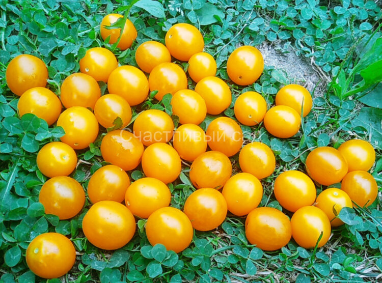 Summer Sun (Летнее Солнце) Summer Sun (Летнее Солнце)