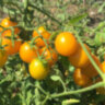 Summer Sun (Летнее Солнце) Summer Sun (Летнее Солнце)