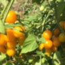 Summer Sun (Летнее Солнце) Summer Sun (Летнее Солнце)