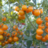 Summer Sun (Летнее Солнце) Summer Sun (Летнее Солнце)
