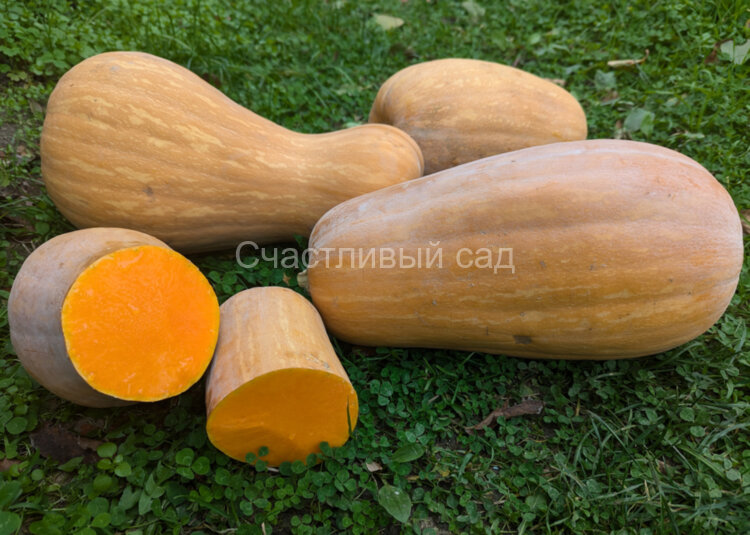 Тыква Пастила Шампань (Pastila Shampan) Тыква Пастила Шампань (Pastila Shampan)