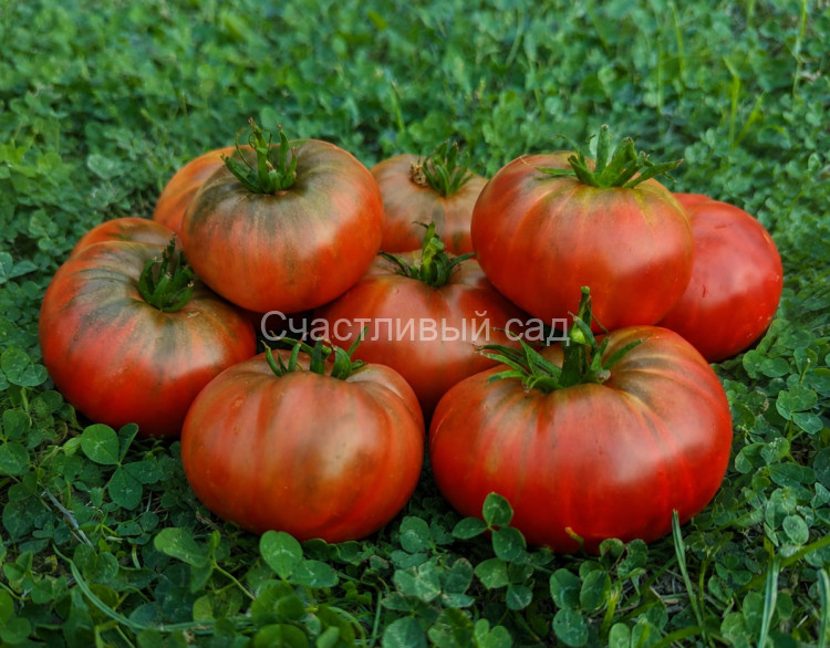 BSP (БСП) BSP (БСП)