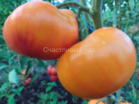 Paw Paw Yellow
