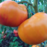 Paw Paw Yellow Paw Paw Yellow