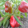 Перец Краснокожий Патио (Redskin Patio) Перец Краснокожий Патио (Redskin Patio)