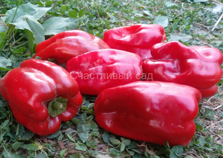 Перец Краснокожий Патио (Redskin Patio) Перец Краснокожий Патио (Redskin Patio)