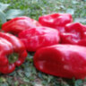 Перец Краснокожий Патио (Redskin Patio) Перец Краснокожий Патио (Redskin Patio)