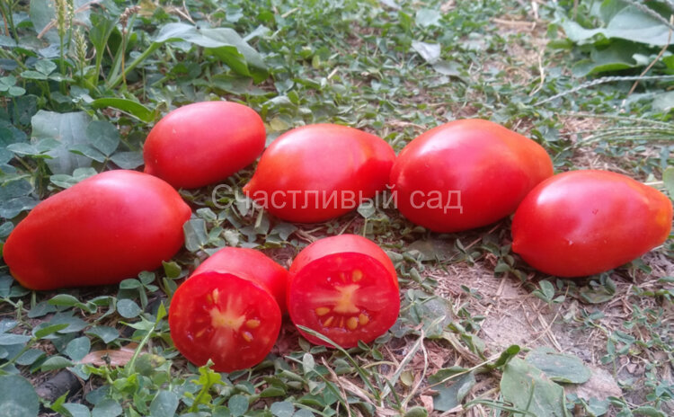 Французский гроздевой Французский гроздевой