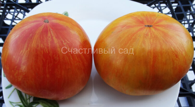 Kozula 60 (Козула 60) Kozula 60 (Козула 60)