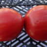 Turnip (Репа)