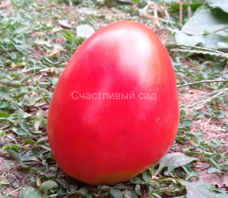 Turnip (Репа)