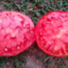 Turnip (Репа)